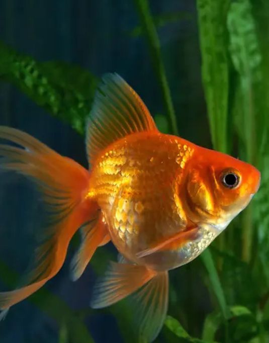 Fish Food